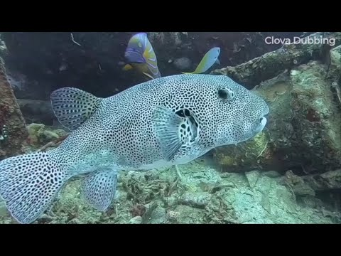 클로바더빙 - 숨겨진 다이빙 스팟, 르당