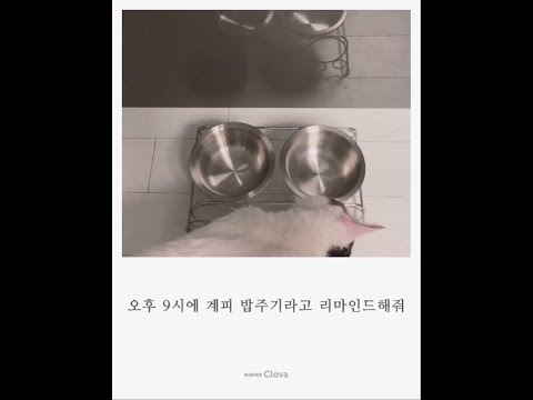 클로바 & 일상들 - 밥주기 편