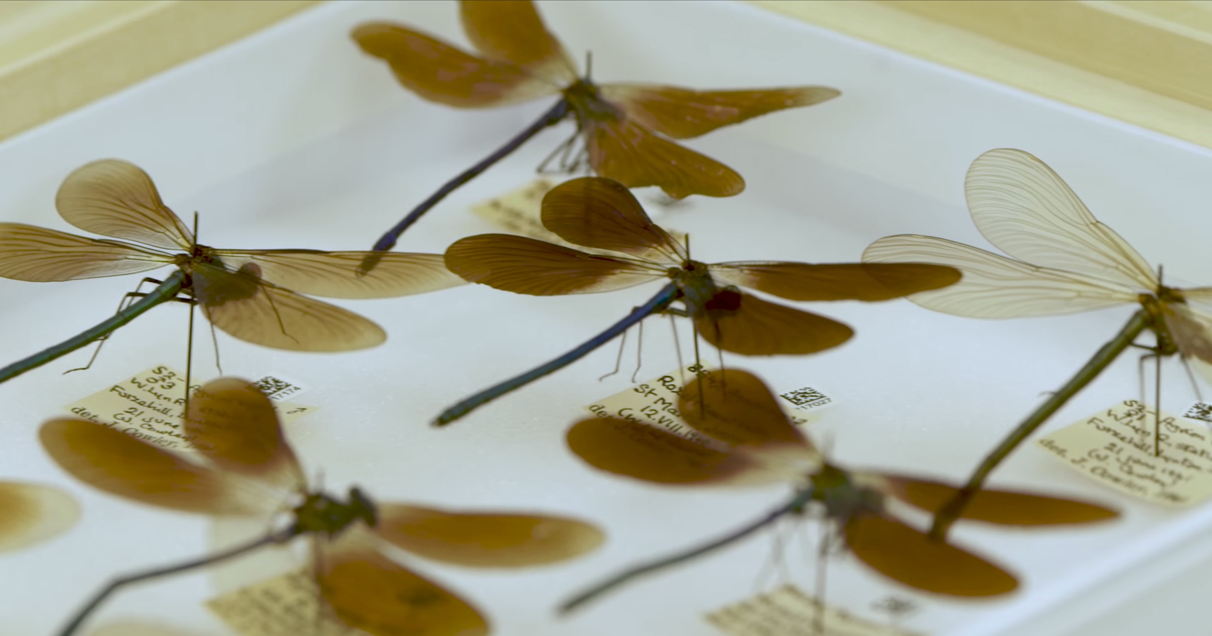 The Natural History Museum in London opens its online doors