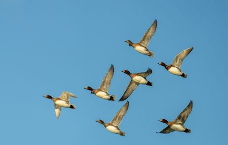 Large Mailbox Migration to Exchange Online