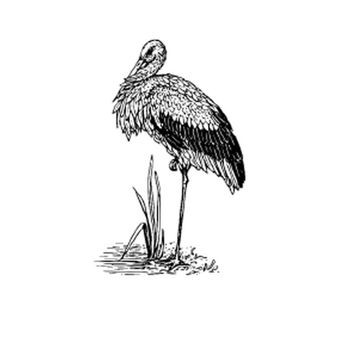 불안정한 네트워크에서 고품질 고해상도 영상 전송